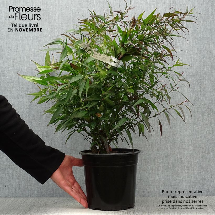 Ejemplar de Strobilanthes anisophylla Brunetthy - Escudo persa Maceta 3L/4L entregado en otoño