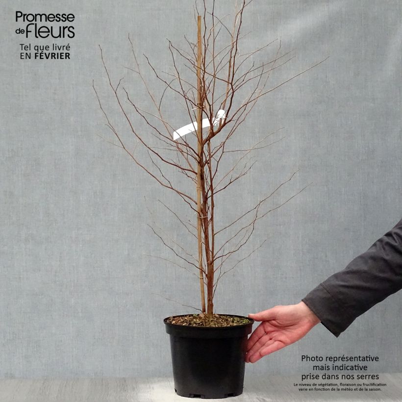 Styrax japonica Fargesii - Styrax japonais Pot de 5L Ejemplar entregado en invierno