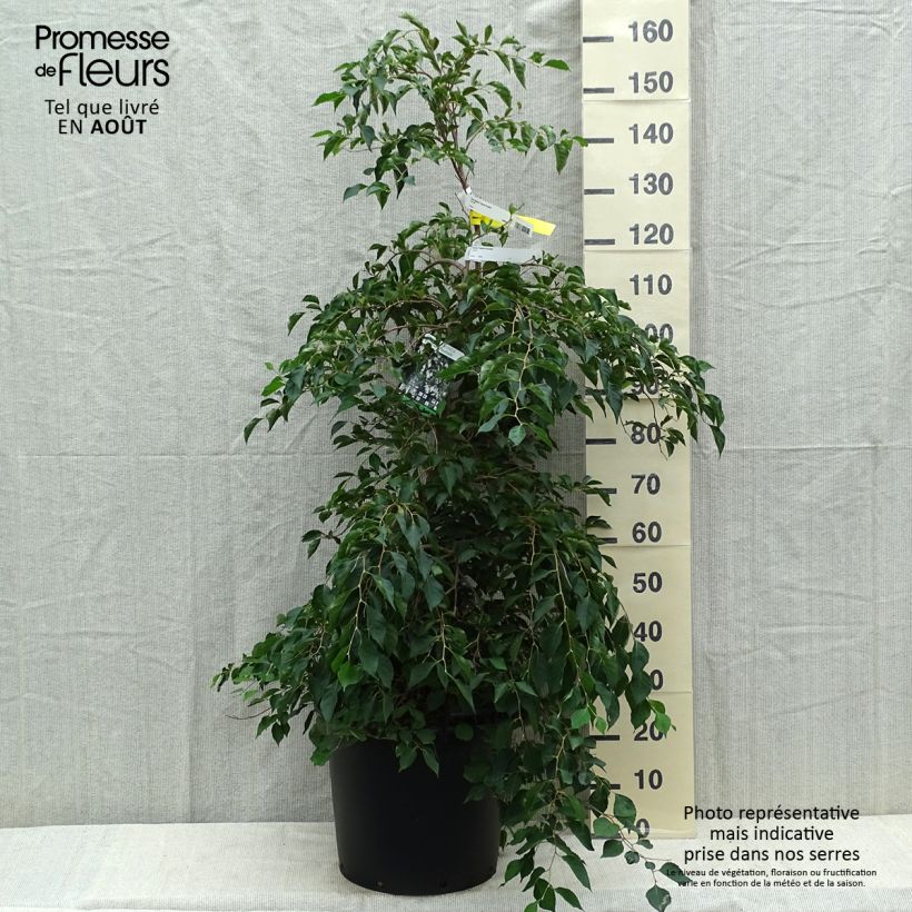 Ejemplar de Styrax japonica Fragrant Fountain en pot de 30l/35l entregado en verano