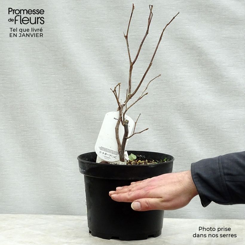 Styrax obassia Maceta 2L/3L Ejemplar entregado en invierno