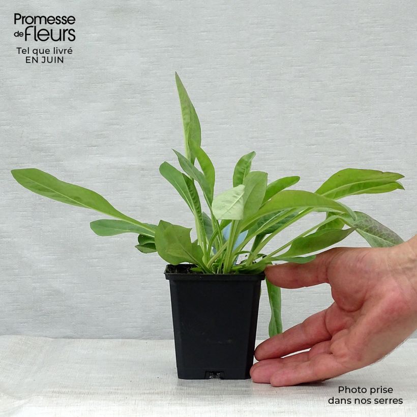 Ejemplar de Succisa pratensis - Bocado del diablo Maceta de 8/9 cm entregado en verano