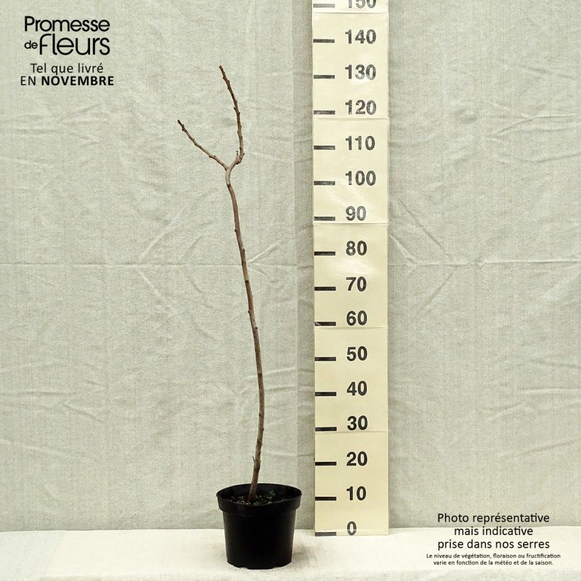 Ejemplar de Rhus typhina - Zumaque de Virginia Maceta 4L/5L entregado en otoño