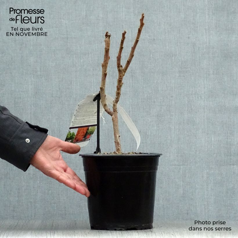 Ejemplar de Rhus typhina Tiger Eyes - Zumaque de Virginia Maceta 3L/4L entregado en otoño