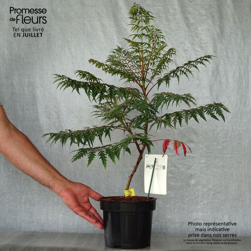 Ejemplar de Rhus glabra Laciniata Maceta 3L/4LAltura de entrega aprox. 50+cm entregado en verano