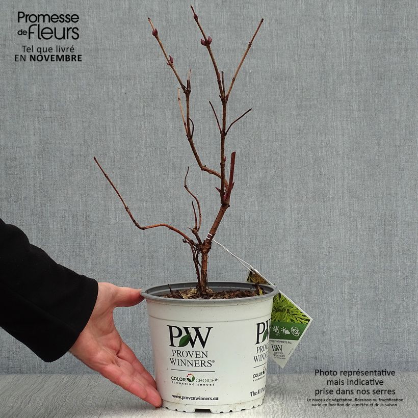 Ejemplar de Saúco rojo Lemony Lace - Sambucus racemosa Maceta 2L/3L entregado en otoño