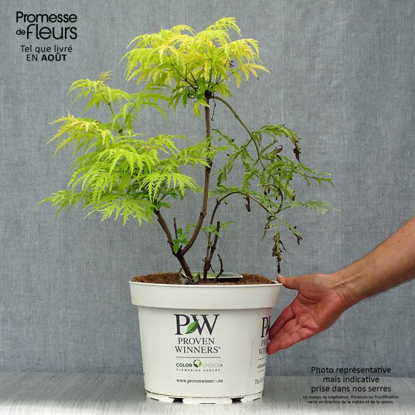 Ejemplar de Saúco rojo Lemony Lace - Sambucus racemosa Maceta 7,5L/10LAltura de entrega aprox. 60/80cm entregado en verano