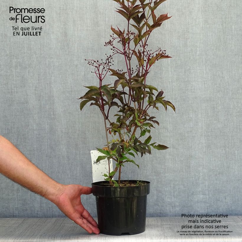 Ejemplar de Saúco negro Black Beauty - Sambucus nigra Maceta 2L/3LAltura de entrega aprox. 30+cm entregado en verano