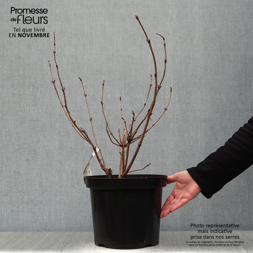 Ejemplar de Saúco negro Black Lace - Sambucus nigra Maceta 6L/7L entregado en otoño