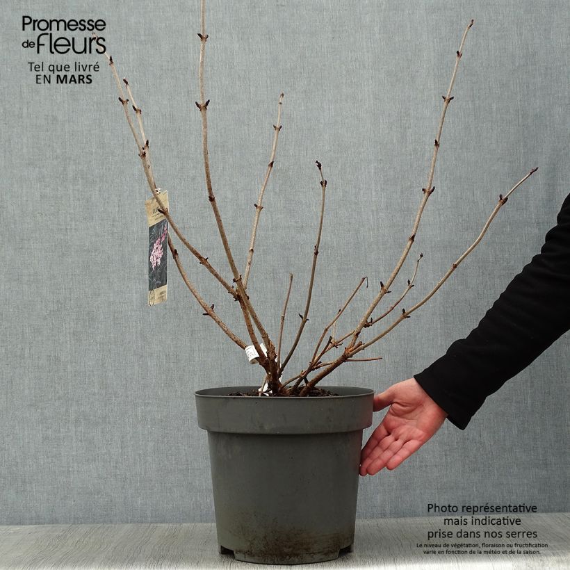 Saúco negro Black Lace - Sambucus nigra Maceta 12L/15L Ejemplar entregado en invierno