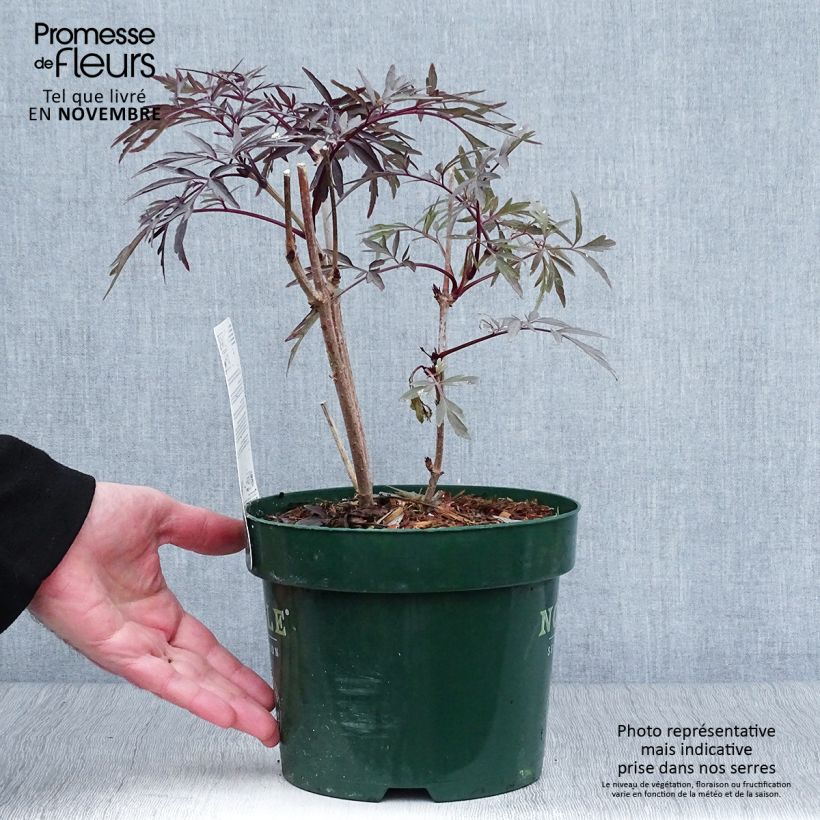 Ejemplar de Saúco negro Black Lace - Sambucus nigra Maceta 2L/3L entregado en otoño