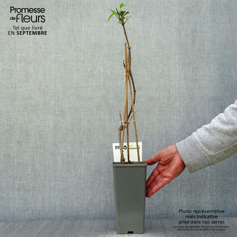Ejemplar de Saúco negro Haschberg - Sambucus nigra Maceta 1,5L/2L, Formación arbustiva entregado en otoño