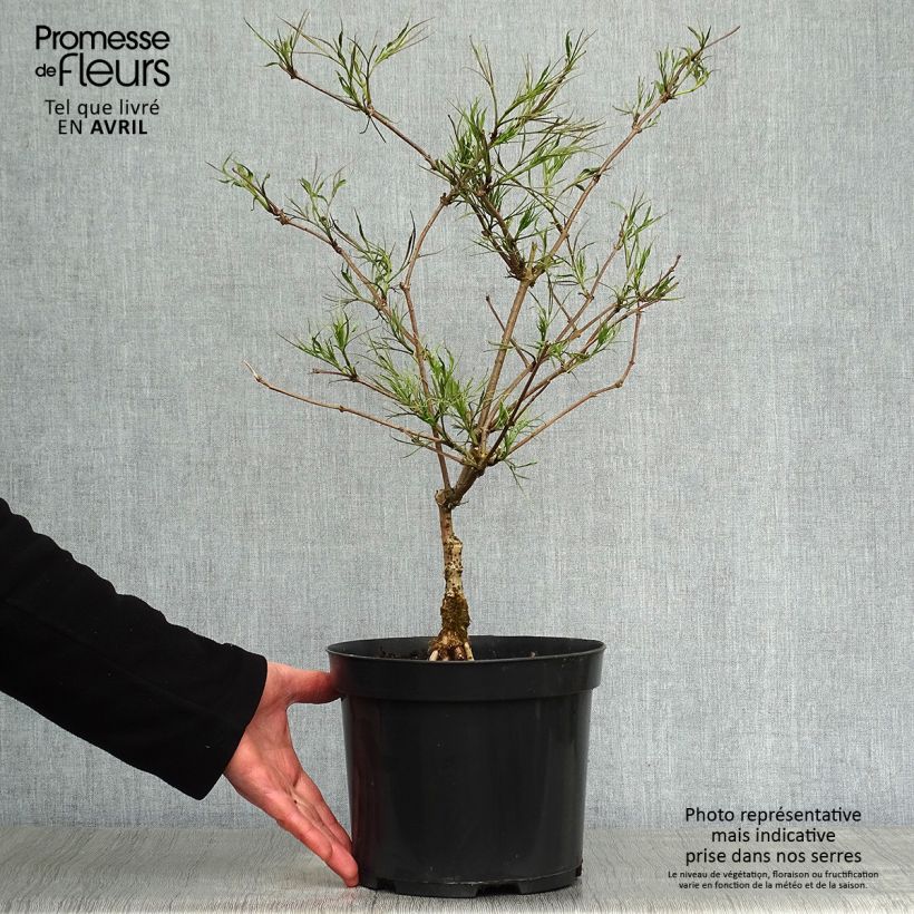 Saúco negro Linearis - Sambucus nigra Maceta 3L/4L Ejemplar entregado en la primavera