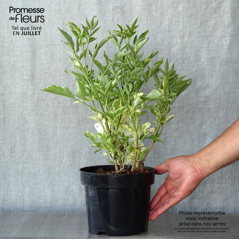 Ejemplar de Saúco negro Madonna - Sambucus nigra Maceta 3L/4LAltura de entrega aprox. 40/50cm entregado en verano