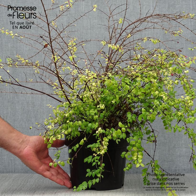 Ejemplar de Symphoricarpos chenaultii Brain de Soleil - Baya de coral Maceta 3L/4LAltura de entrega aprox. 30/40cm entregado en verano