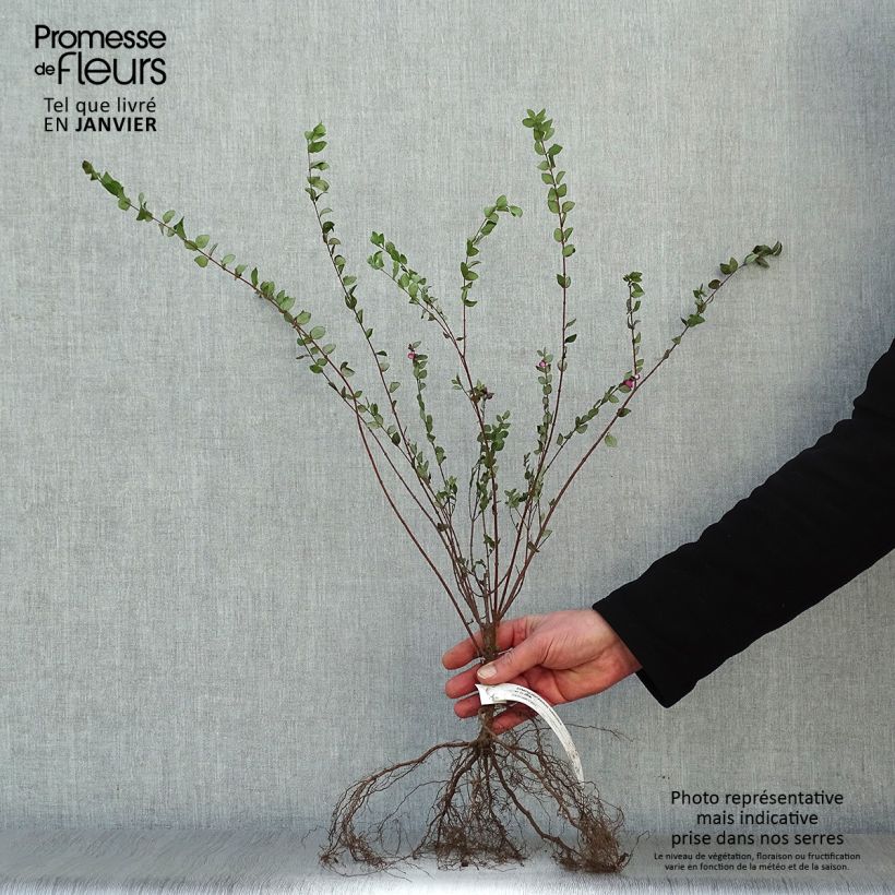 Symphoricarpos chenaultii Hancock - Baya de coral Raíces desnudasAltura de entrega aprox. 40/60cm Ejemplar entregado en invierno