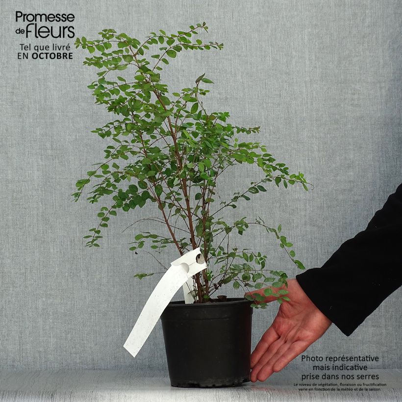 Ejemplar de Symphoricarpos chenaultii - Baya de coral Maceta 2L/3L entregado en otoño