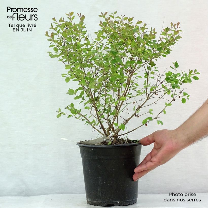 Ejemplar de Symphoricarpos Magical Galaxy - Baya de coral Maceta 3L/4LAltura de entrega aprox. 40+cm entregado en verano