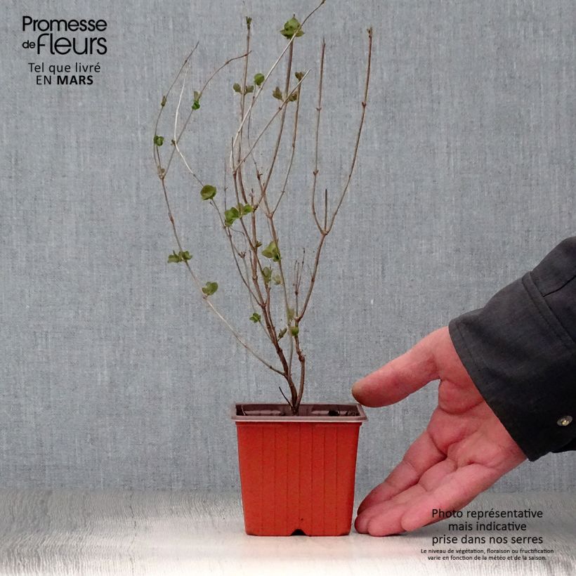 Symphoricarpos Mother Of Pearl - Baya de coral Maceta de 8/9 cm Ejemplar entregado en la primavera