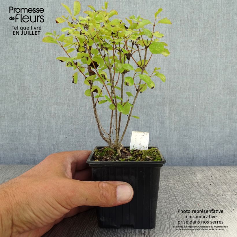 Ejemplar de Symphoricarpos White Hedge - Baya de coral Maceta de 8/9 cmAltura de entrega aprox. 10/15cm entregado en verano