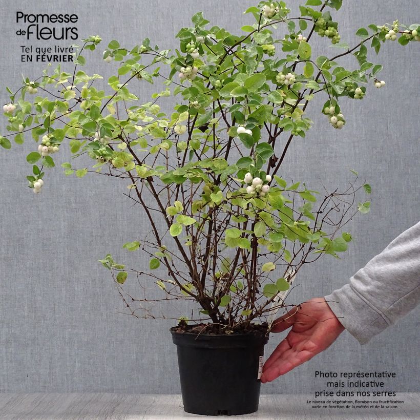Ejemplar de Symphoricarpos White Hedge - Baya de coral Maceta 2L/3L entregado en otoño