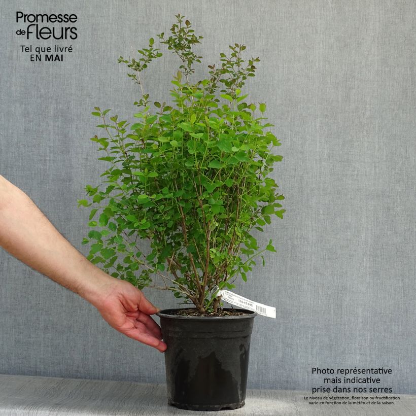 Symphoricarpos Magical Sweet - Baya de coral Maceta 4L/5LAltura de entrega aprox. 40/50cm Ejemplar entregado en la primavera