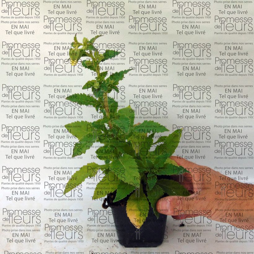 Ejemplo de ejemplar de Symphyandra pendula Maceta de 8/9 cm tal y como se entrega