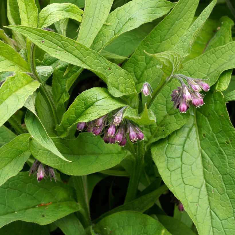 Consuelda (semillas) - Symphytum officinale (Follaje)