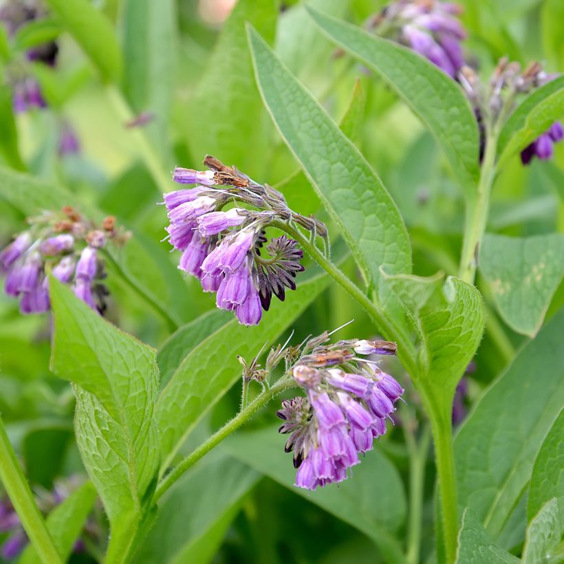 Consuelda (semillas) - Symphytum officinale (Floración)