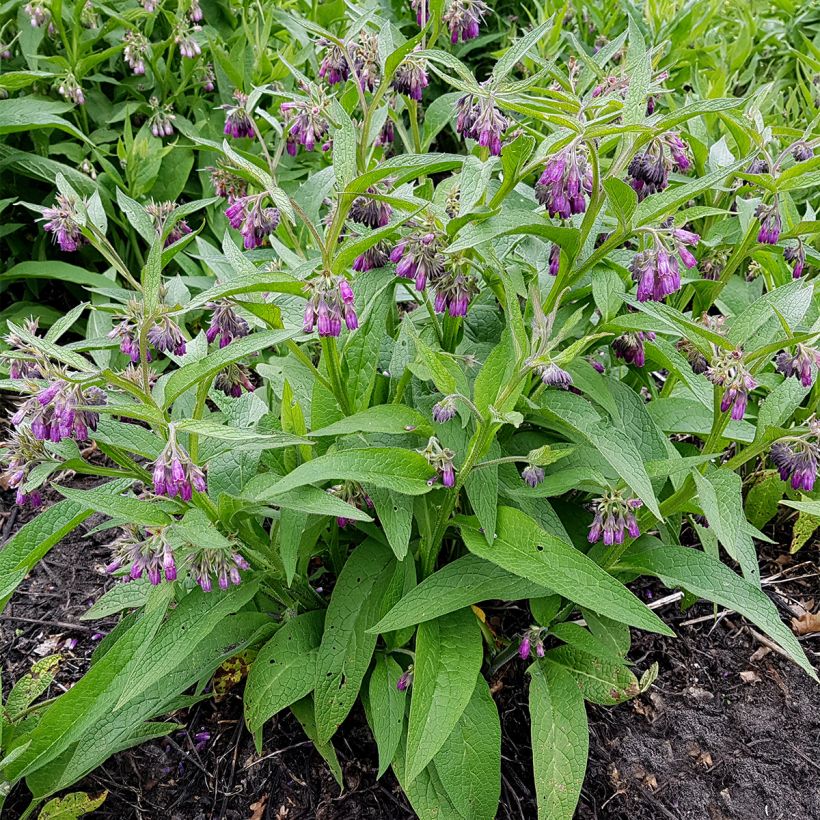 Consuelda (semillas) - Symphytum officinale (Porte)