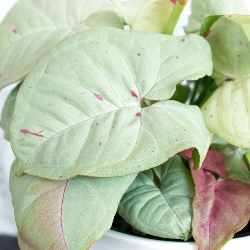 Syngonium Confetti (Follaje)