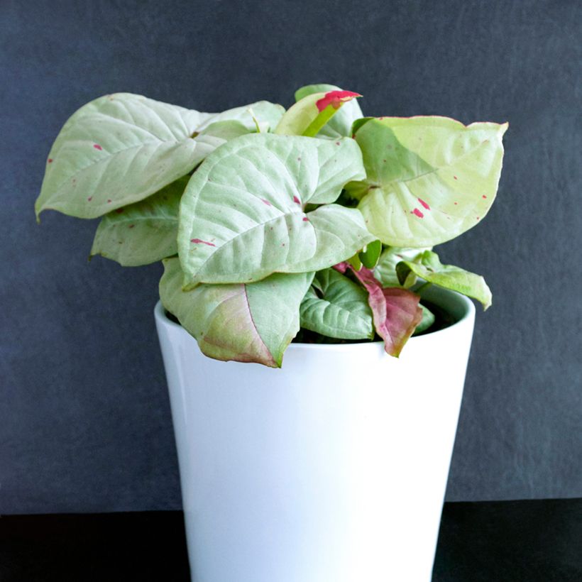 Syngonium Confetti (Porte)