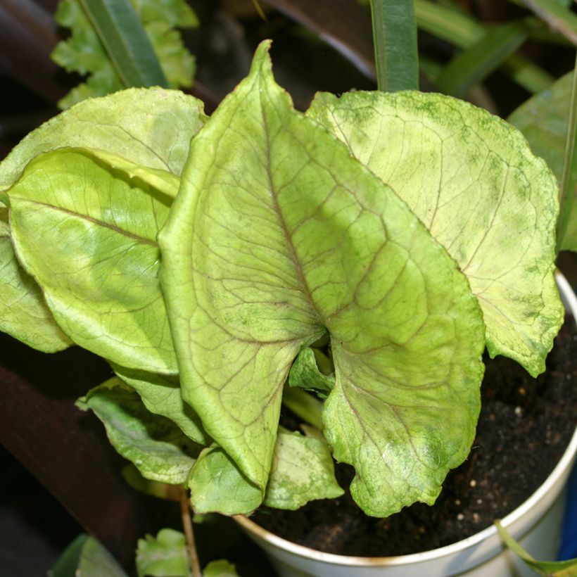 Syngonium Golden Allusion (Follaje)
