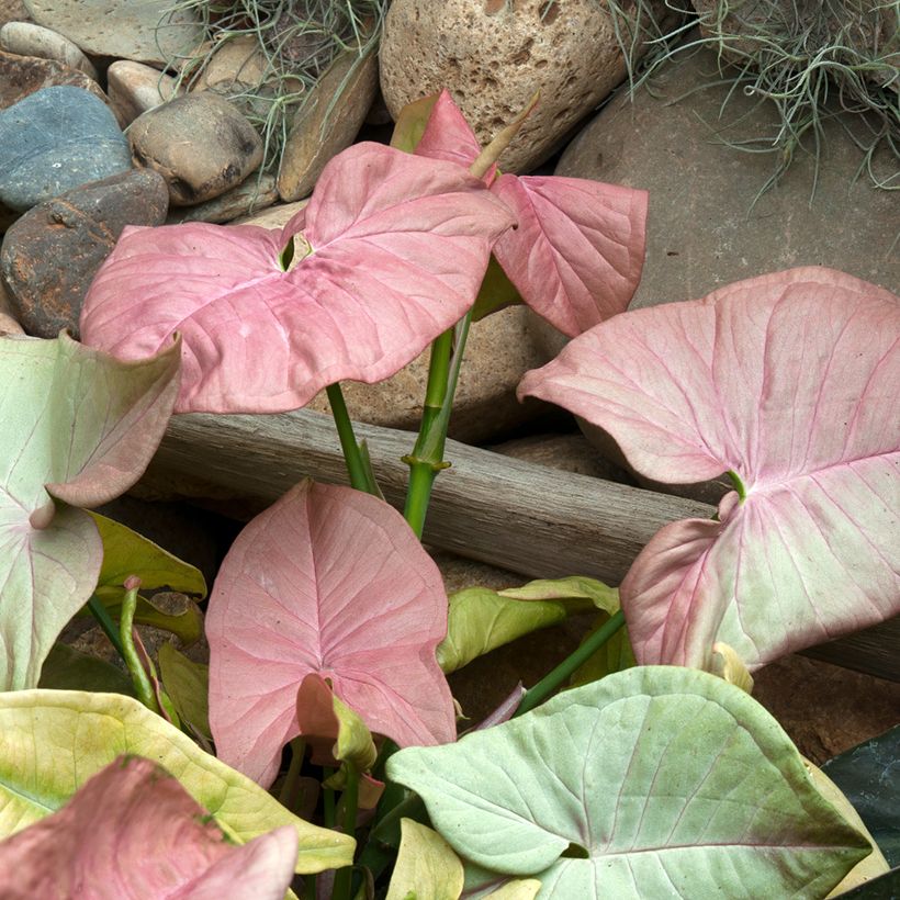 Syngonium Neon Robusta (Follaje)