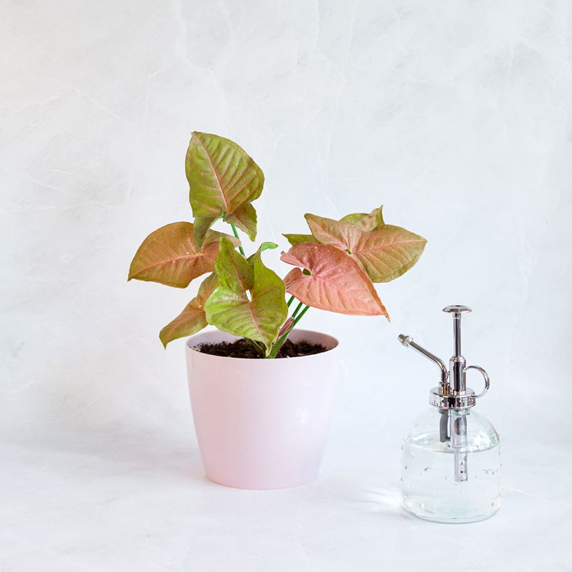 Syngonium Neon Robusta (Porte)