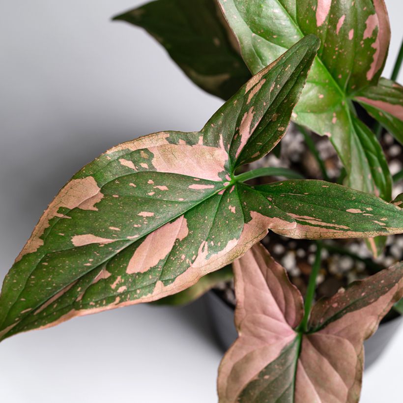 Syngonium Pink Splash (Follaje)