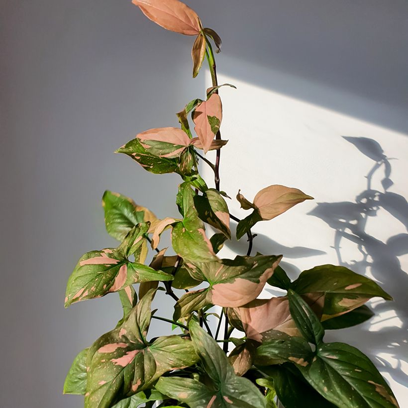 Syngonium Pink Splash (Porte)