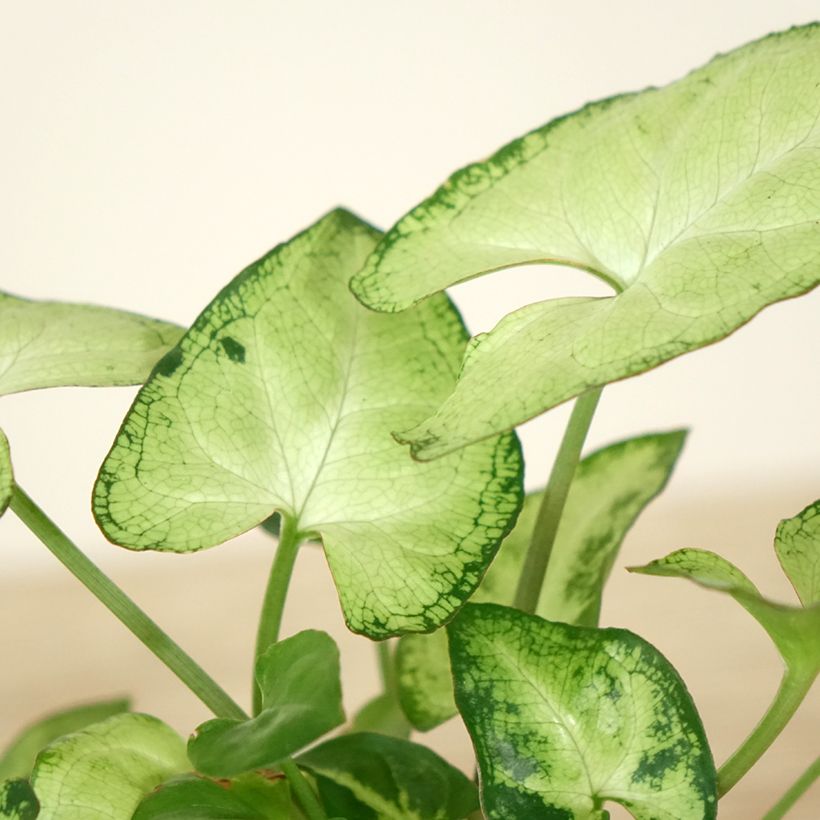 Syngonium Snow White - Patte d'oie (Follaje)
