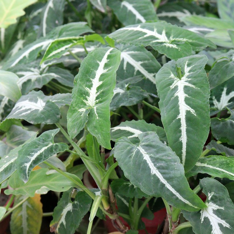 Syngonium wendlandii - Singonio (Follaje)