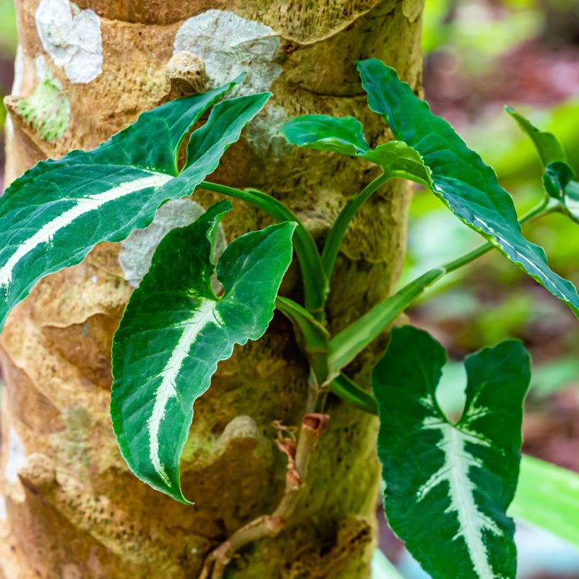 Syngonium wendlandii - Singonio (Porte)