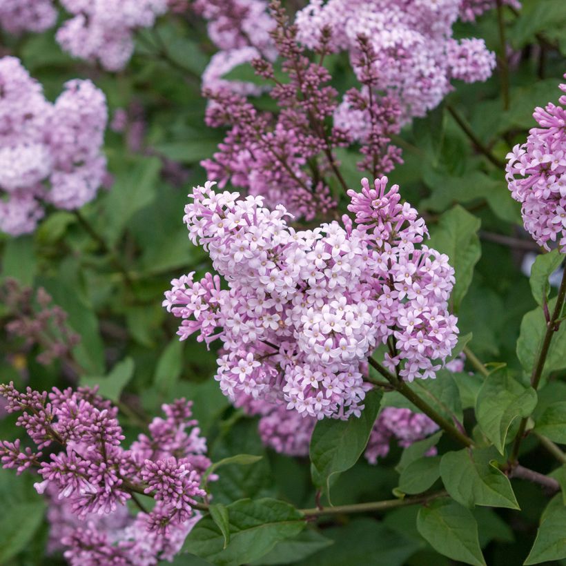 Lilo chino Saugeana - Syringa chinensis (Floración)