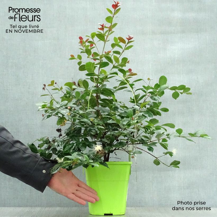 Ejemplar de Syzygium australe Big Red - Cereza cepillo Maceta 4L/5L entregado en otoño