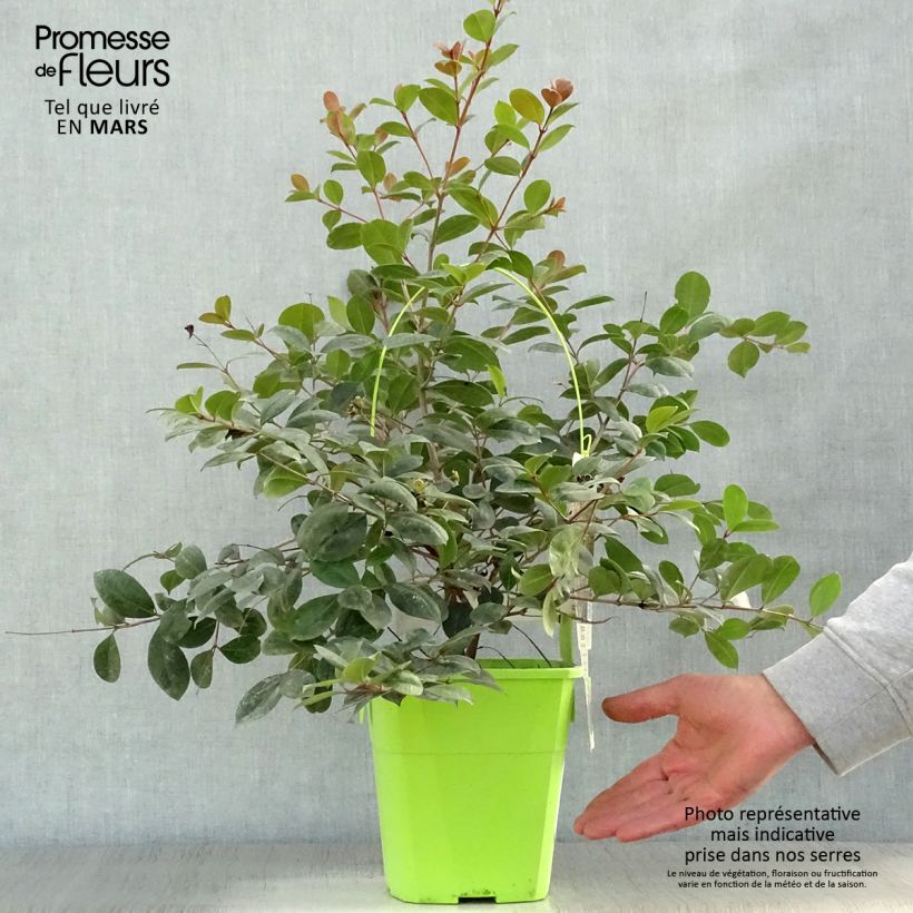 Syzygium australe Big Red - Cereza cepillo Maceta 4L/5L Ejemplar entregado en la primavera