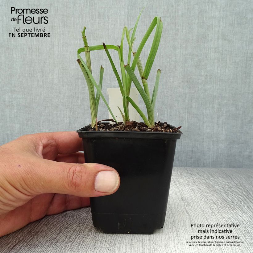 Ejemplar de Tradescantia virginiana Brevicaulis Maceta de 8/9 cm entregado en otoño