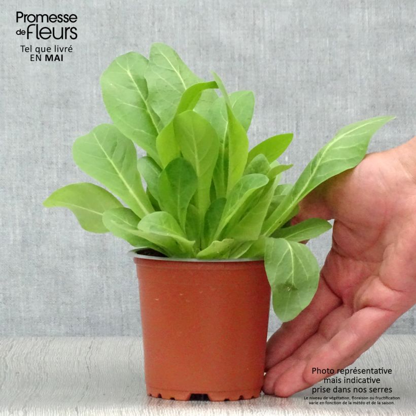 Nicotiana sylvestris Only the Lonely - Tabaco del bosque Maceta de 10 cm/11 cm Ejemplar entregado en la primavera
