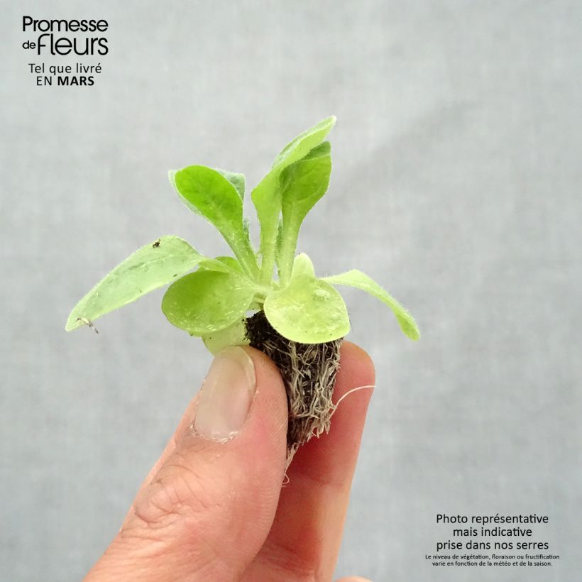 Tabaco en Flor Perfume F1 Mix minicepellón: de 2,2 cm x 2 cm en bandeja de cultivo por 35 Ejemplar entregado en la primavera