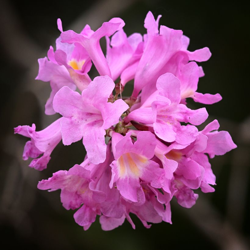 Lapacho - Tabebuia impetiginosa (Floración)