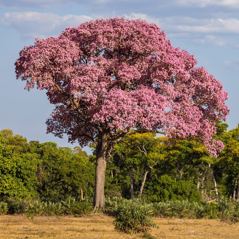 Lapacho - Tabebuia impetiginosa (Porte)