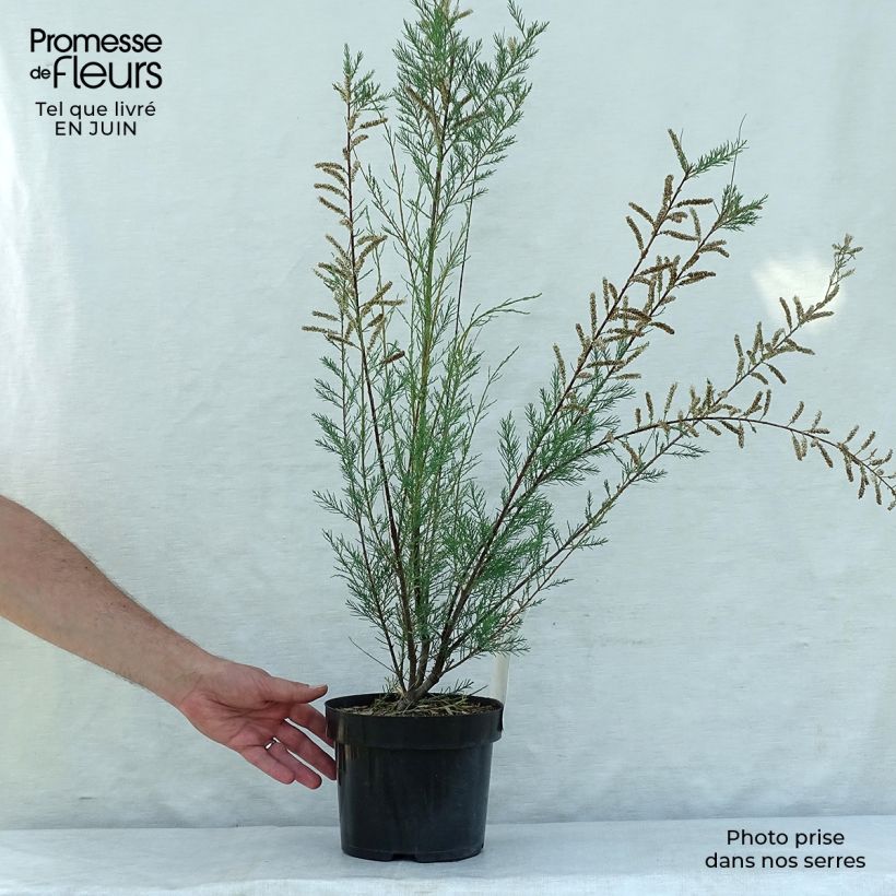 Ejemplar de Tamarix ramosissima Hulsdonk White - Taray catina Maceta 3L/4L entregado en verano