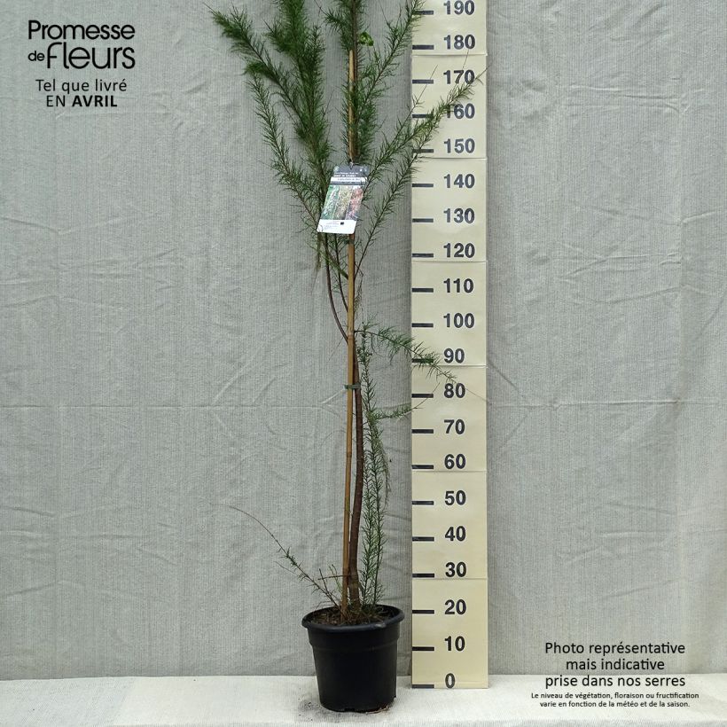 Tamarix gallica - Taray Maceta 7,5L/10LAltura de entrega aprox. 170/200cm Ejemplar entregado en la primavera