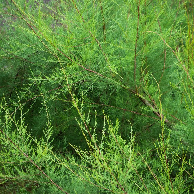 Tamarix gallica - Taray (Follaje)